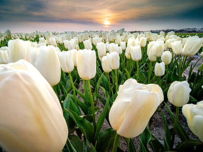 Closeup of White Tulips