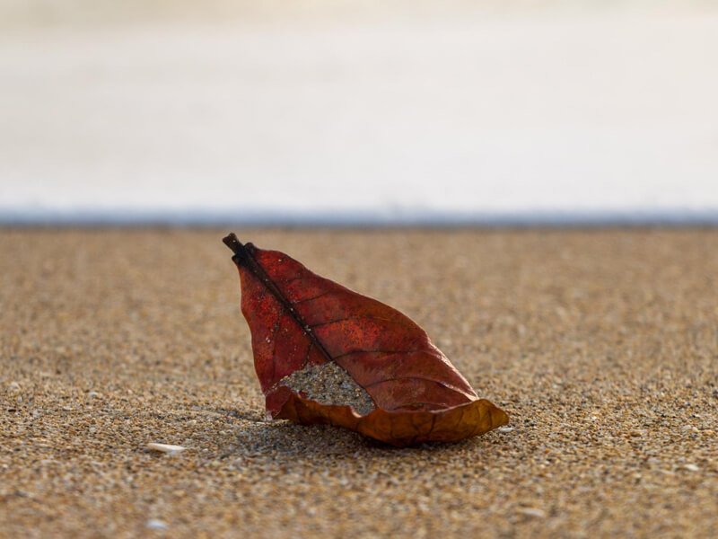 dry leaf on sand
